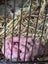 Beautiful baby ratlings Carousel 5