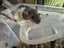 Beautiful baby ratlings Carousel 7