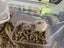 Beautiful baby ratlings Carousel 11