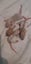 Beautiful baby ratlings Carousel 14