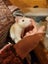 Beautiful baby ratlings Carousel 15
