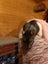 Beautiful baby ratlings Carousel 16
