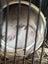Beautiful baby ratlings Carousel 19