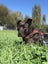 Stanley - DOGWATCH dog rescue & rehoming Carousel 3