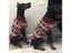 Dog Jacket Carousel 6