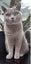Missing British Blue Shorthair Cat Carousel 3