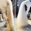 NATURALLY WHITE- Bulk pack of 4 bars for Horses & Dogs with FREE soap bag Carousel 4