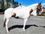 NATURALLY WHITE- Bulk pack of 4 bars for Horses & Dogs with FREE soap bag Carousel 5
