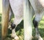 NATURALLY WHITE- Bulk pack of 4 bars for Horses & Dogs with FREE soap bag Carousel 7