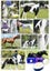 NATURALLY WHITE- Bulk pack of 4 bars for Horses & Dogs with FREE soap bag Carousel 8