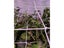 4'' Mesh Trellis Netting Plant Support Elastic ScrOG/ LST/ HST Net With Hooks Carousel 7