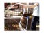 Self-Priming Centrifugal Water Pump Carousel 6