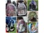 Cat Carrier Dog Carrier Carousel 6