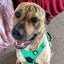Buddy - Staffi X - BOI Animal Rescue Trust Carousel 3