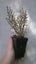 Coprosma Matai Magic Carousel 1