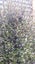 Coprosma Matai Magic Carousel 2
