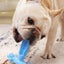 Dog Toothbrush Pet Brushing Stick Teeth Cleaning Chew Toy NEW Carousel 5