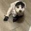 NEW 4pcs Water-Resistant Dog Shoes Protect Your Pet's Paws And Keep Them Dry Carousel 3