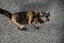 THE STREET CAT PROJECT - REHOME CLEO & LEO - AVAILABLE FOR ADOPTION Carousel 7