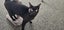 THE STREET CAT PROJECT - REHOME CLEO & LEO - AVAILABLE FOR ADOPTION Carousel 5