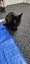 THE STREET CAT PROJECT - REHOME CLEO & LEO - AVAILABLE FOR ADOPTION Carousel 6