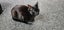 THE STREET CAT PROJECT - REHOME CLEO & LEO - AVAILABLE FOR ADOPTION Carousel 9