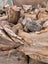 Dry Casuarina Firewood Carousel 2