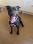Bella - Good with Other Dogs and Children Carousel 2