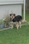 HUMANE SOCIETY RESCUE DOG - DIXIE A HUNTAWAY X COLLIE Carousel 1