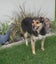 HUMANE SOCIETY RESCUE DOG - DIXIE A HUNTAWAY X COLLIE Carousel 2