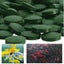 Spirulina slow release SINKING pellets X 50 pcs Carousel 2