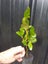 Griselinia Hedge plants x 100 plants - Carousel 2
