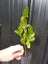 Griselinia Hedge plants x 100 plants - Carousel 3