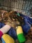 Pound Paws Rescue - Ratu - Waimate Carousel 4