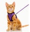 Cat Harness Leash Set, Size S, Purple Carousel 1