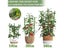90cm Adjustable Tomato Cage 36 Inches Plant Support Cages Cucumber Trellis For Carousel 6
