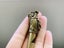 Antique Style Cute Solid Dragon Head Whistle Key Chain Pedant Carousel 3