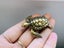 Vintage Style Retro handcrafted Swimming Tortoise Miniature Ornament Carousel 1