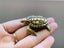 Vintage Style Retro handcrafted Swimming Tortoise Miniature Ornament Carousel 4