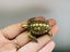 Vintage Style Retro handcrafted Swimming Tortoise Miniature Ornament Carousel 6