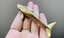Antique style Whale Sea Life Miniature Solid Figurine Carousel 1