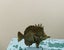Antique Style Fish Standing Miniature Figurine Carousel 5