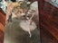 Folder of Impressionist Poster Art (x6) Carousel 9