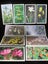 CG 6616 - Original Tobacco Cigarette Card - Britains Wild Flowers - Issue 1986 Carousel 1