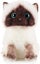 soft Stuffed Plush Toy Simulation Siamese Cat Plush Toy Blue Sequins Eyes Cat Carousel 1