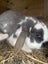 pure bred mini lop kits Carousel 17