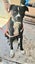 Sox - Urgent Rehome by 24 May, Good with Other Dogs and Children Carousel 3