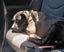 Sox - Urgent Rehome by 24 May, Good with Other Dogs and Children Carousel 4