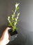Corokia Emerald n Jade Carousel 1