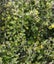 Corokia Emerald n Jade x 50 Carousel 1